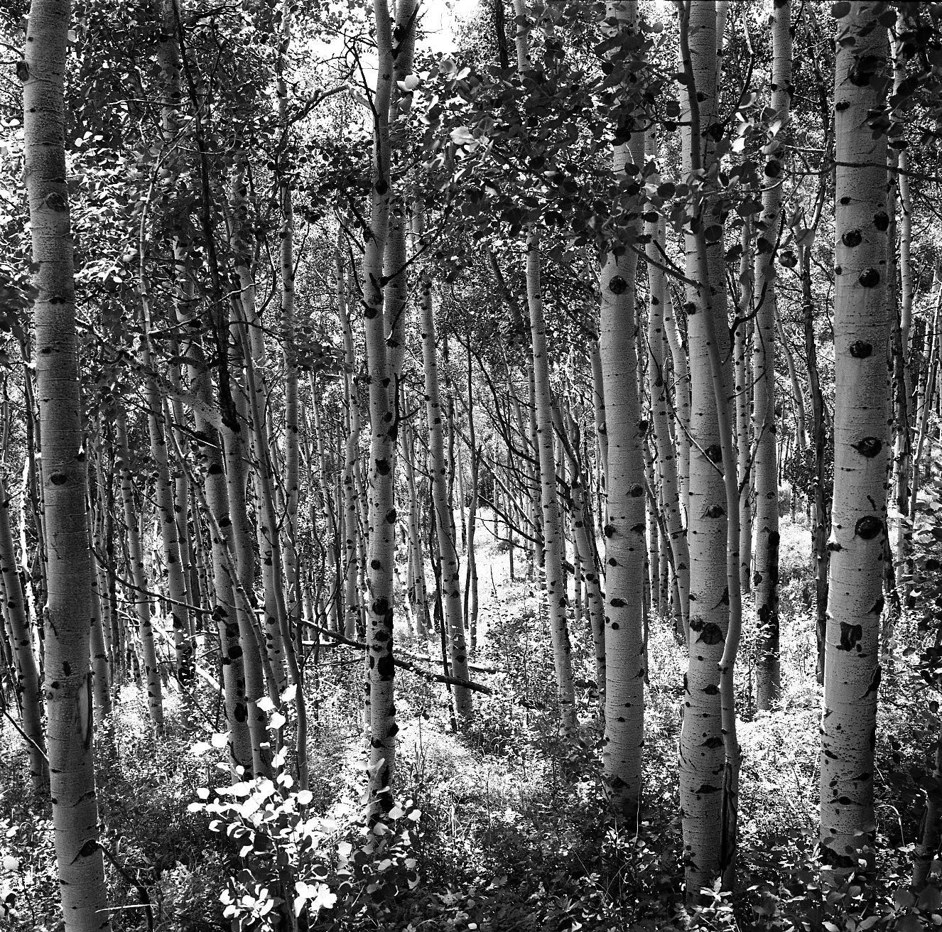 Arapahoe National Forest, Colorado USA