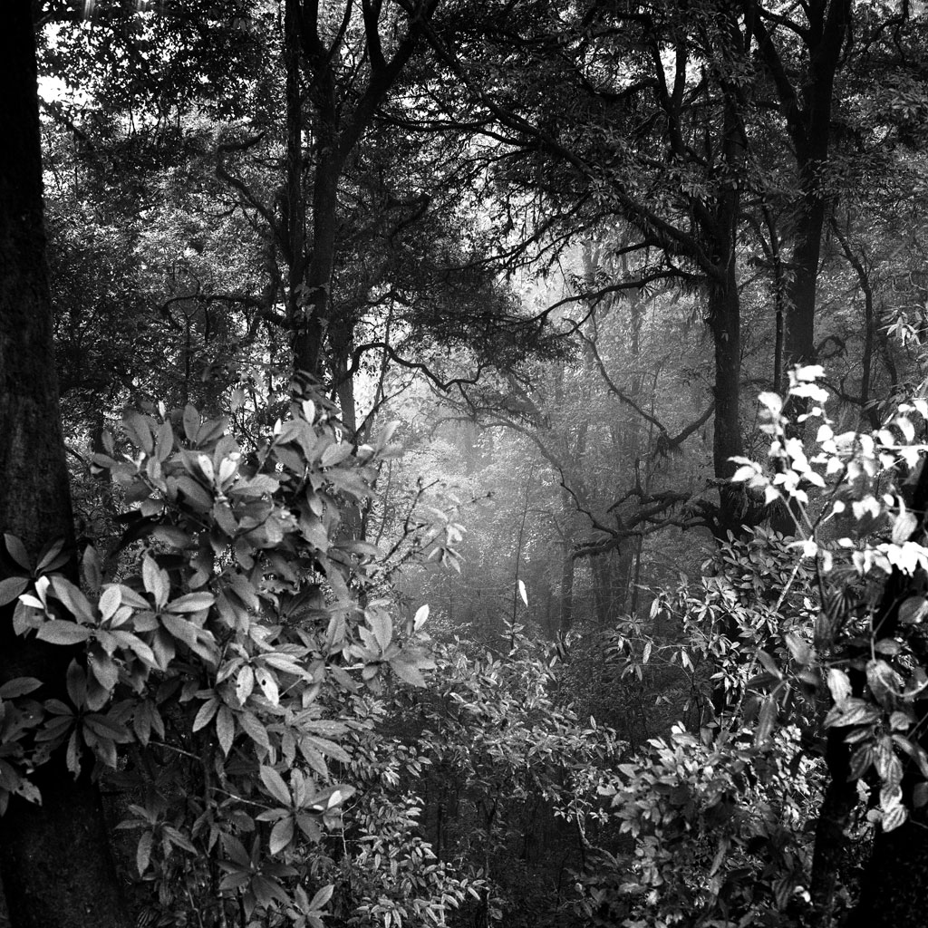 Darjeeling Hills, India