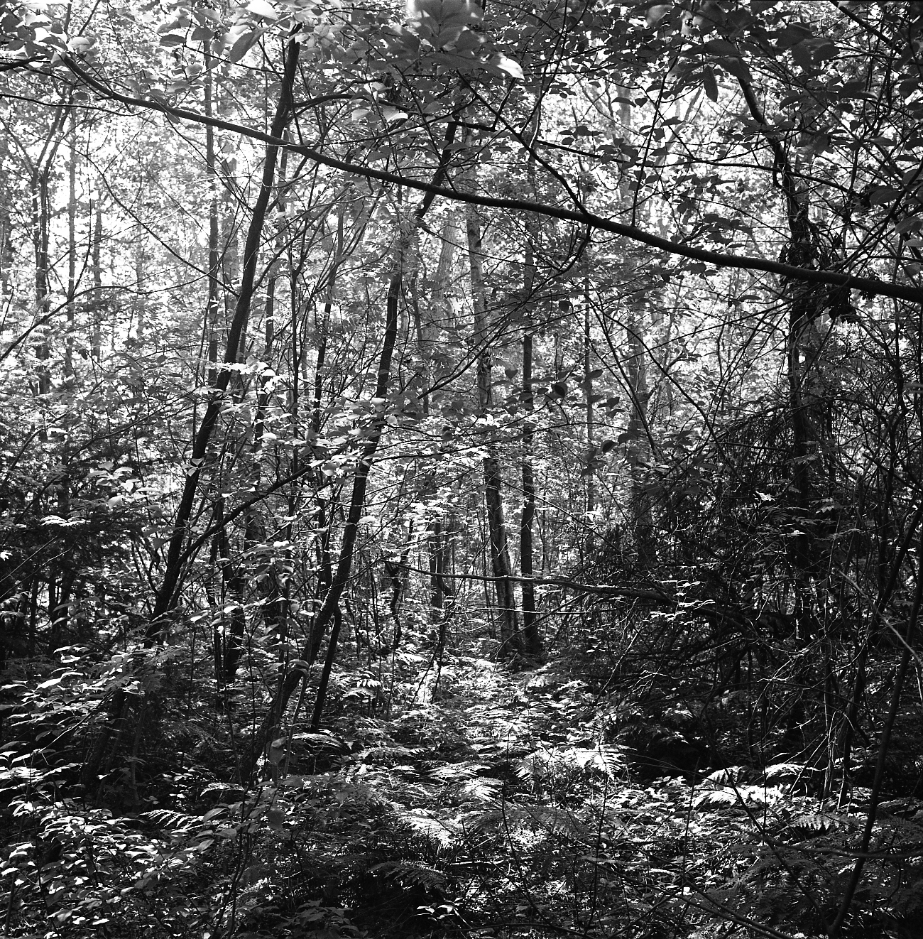 Elfland forest, Vlieland