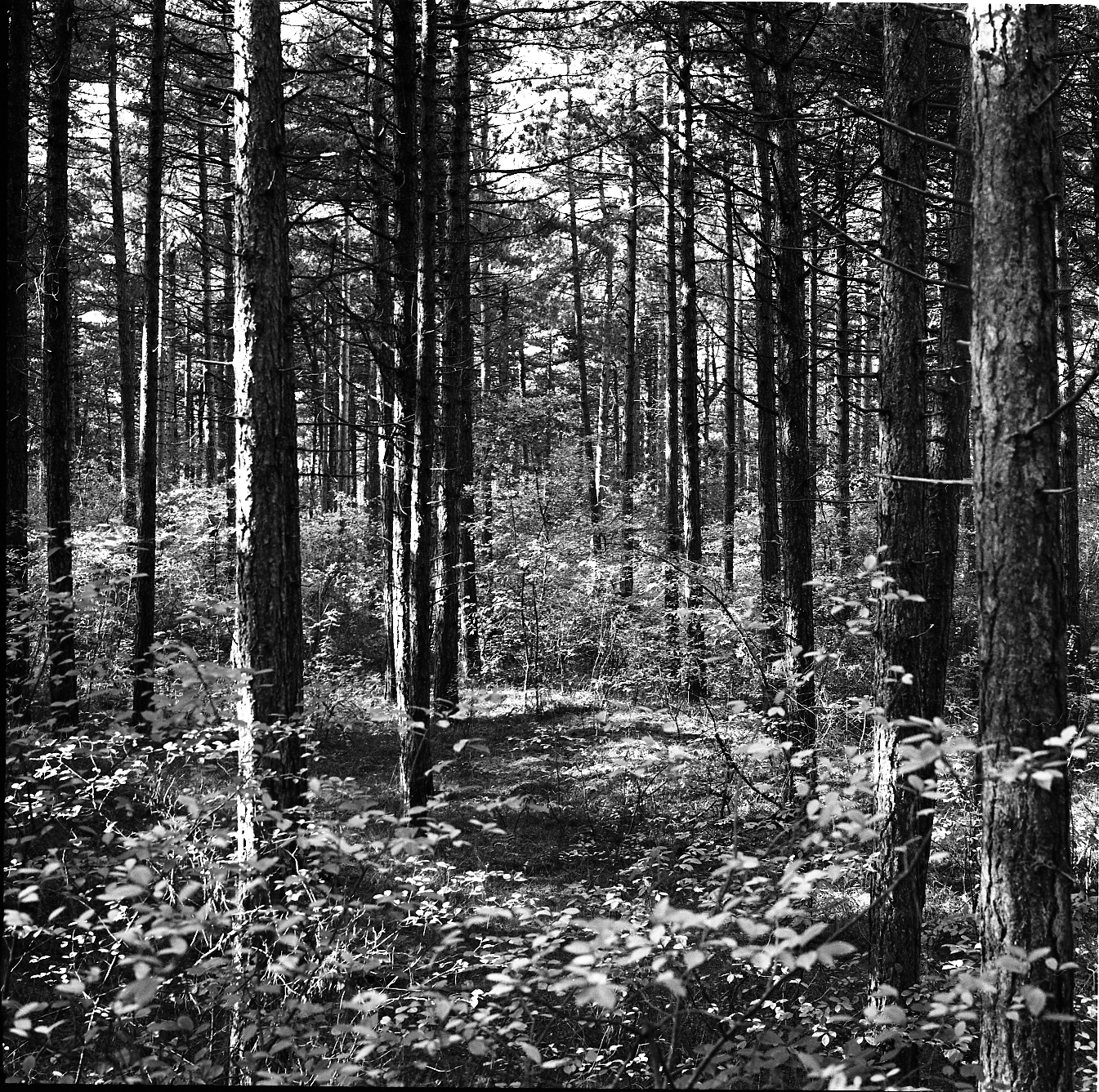 Vuurboetsduin, Vlieland, 2011.