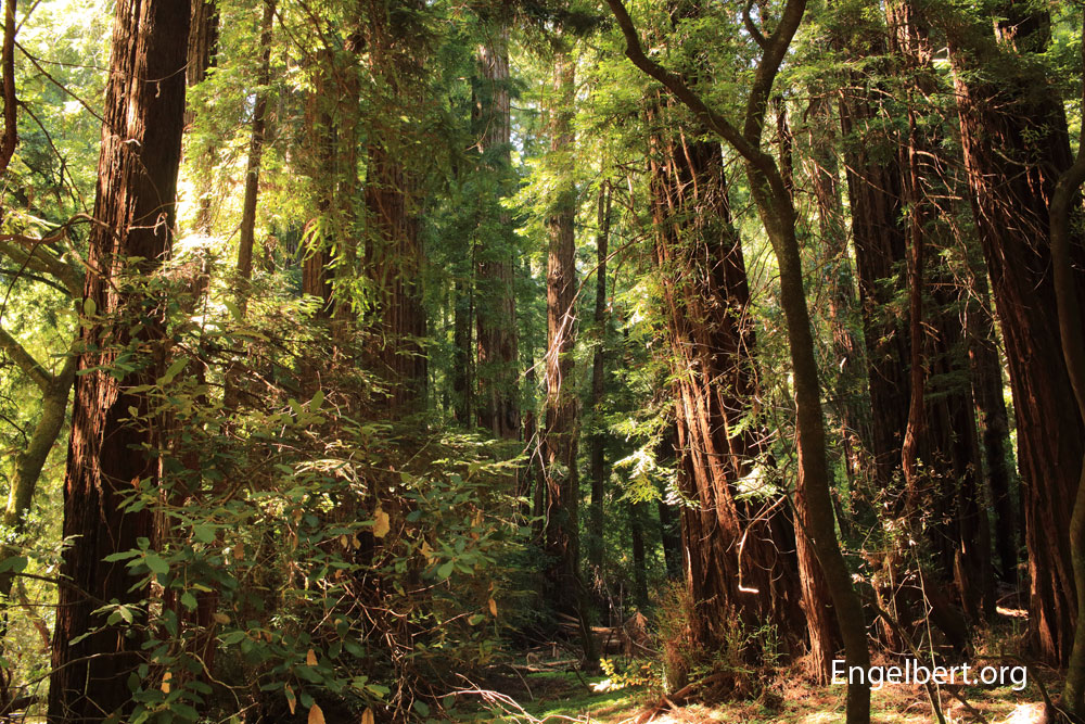 The coast redwood (Sequoia sempervirens), is earth’s tallest tree. When you look carefully in the middle of the picture, you see a tiny deer. This dear was about 4 feet (1.20 m) high, so you can imagine the size of these ancient trees.