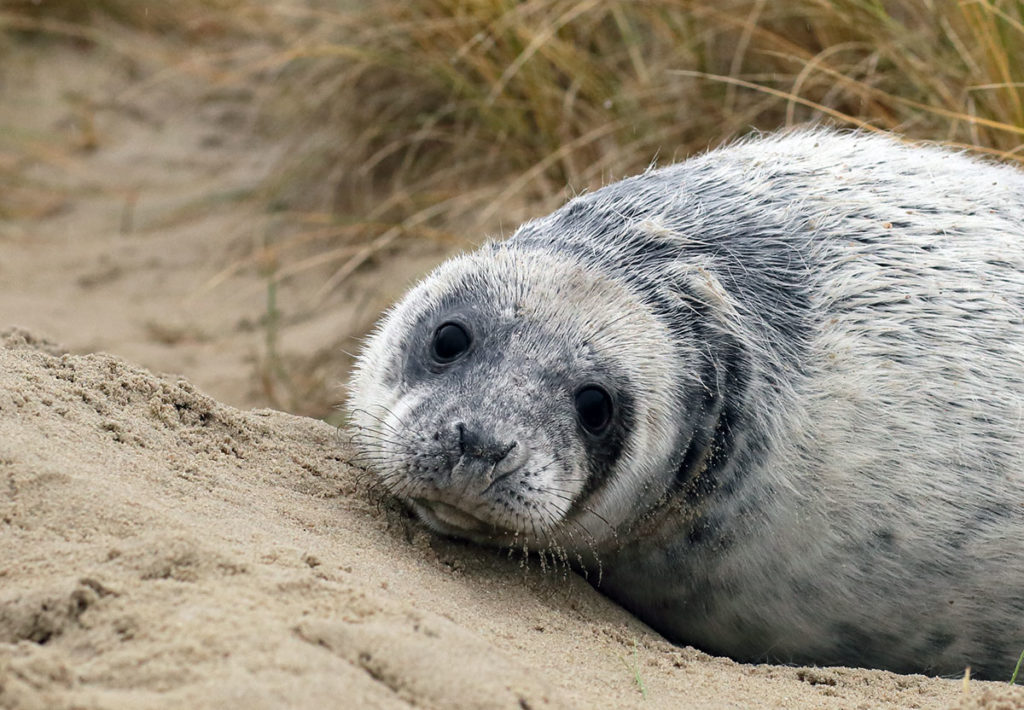 Young gray seal