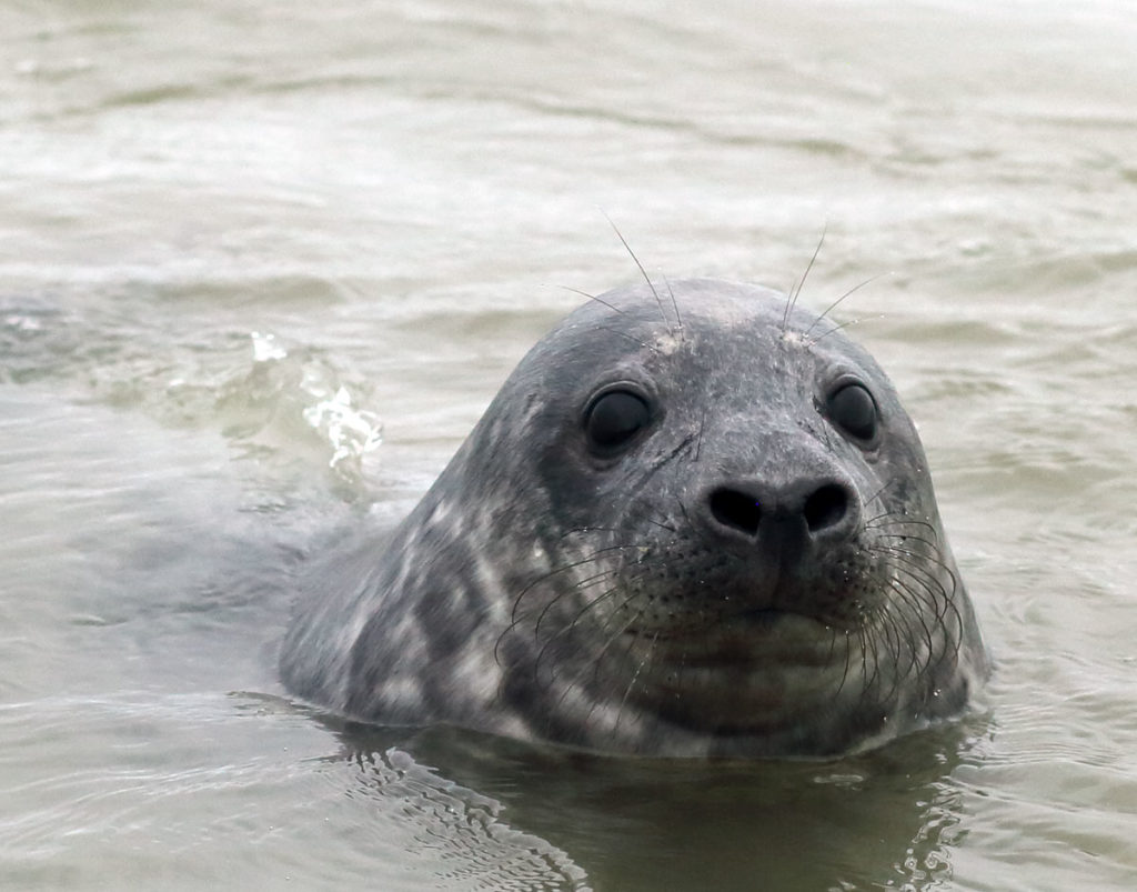 Young seal swimming