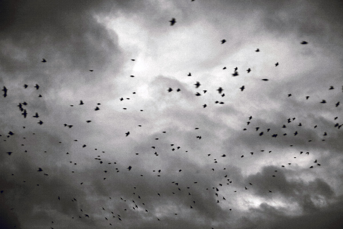 Starlings