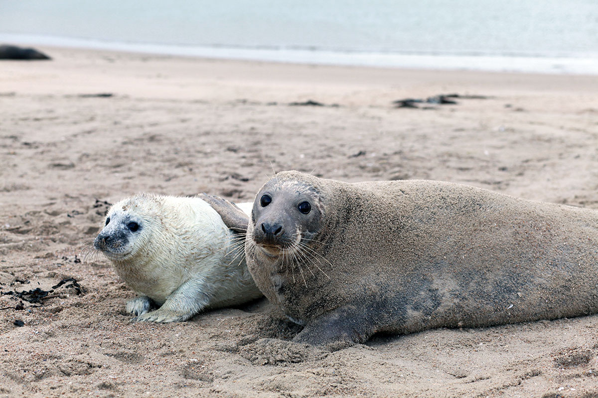 baby-seals-engelbert